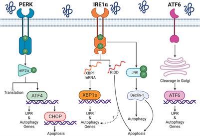 The IRE1α pathway in glomerular diseases: The unfolded protein response and beyond